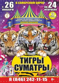 Цирковое шоу «Королевские тигры Суматры» афиша мероприятия
